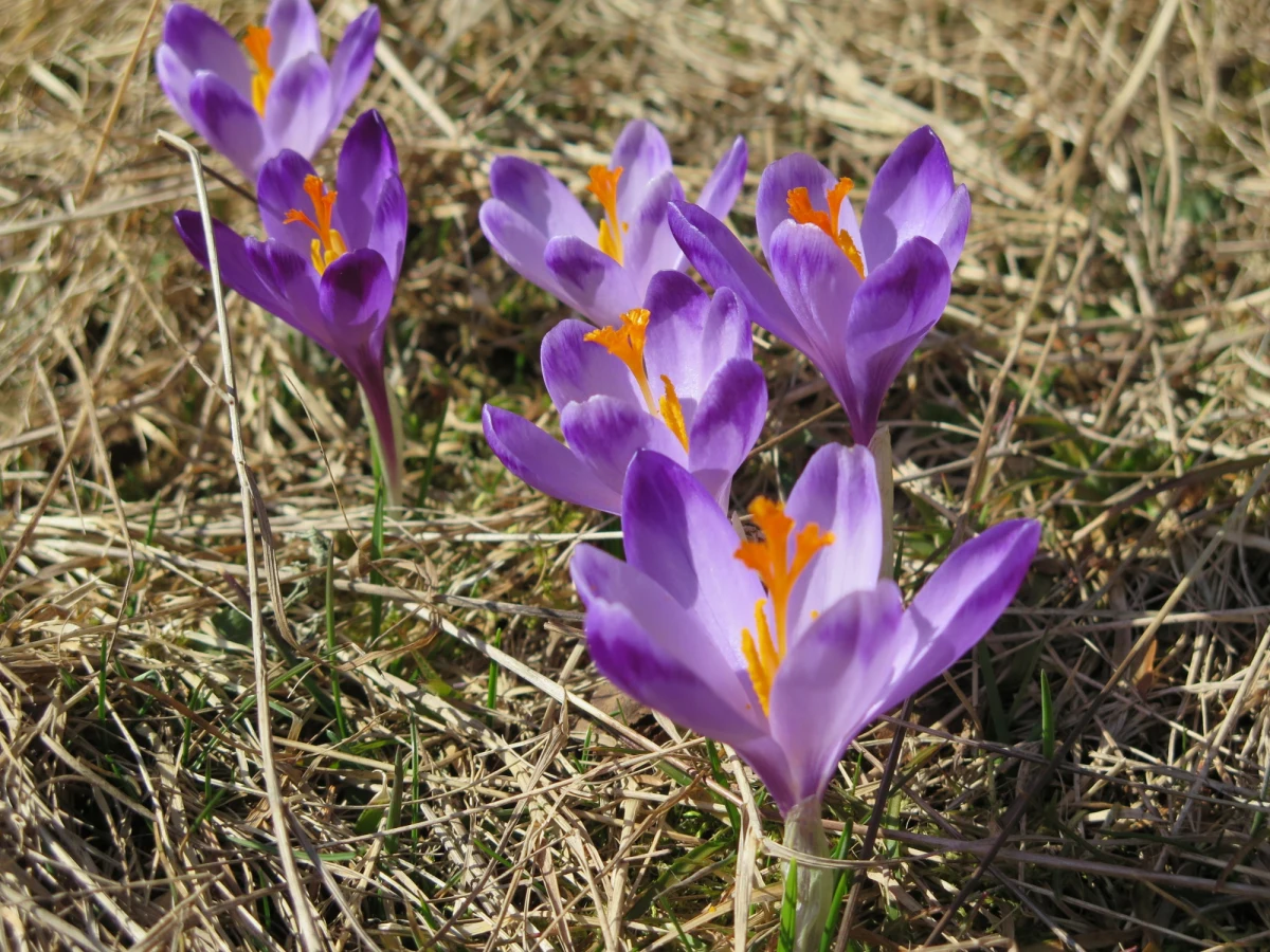 Nadchodzący weekend ma zachęcać piękną, prawdziwie wiosenną pogodą. Wiele osób z pewnością zdecyduje się odwiedzić stolicę Tatr i czas przed majówkowym napływem turystów przeznaczyć na podziwianie krokusów, które wreszcie w pełnej krasie zakwitły w tatrzańskich dolinach. Tatrzański Park Narodowy przypomina, jakie zasady obowiązują podczas wycieczek, a także podpowiada, gdzie można nacieszyć oczy wiosennymi kwiatami.