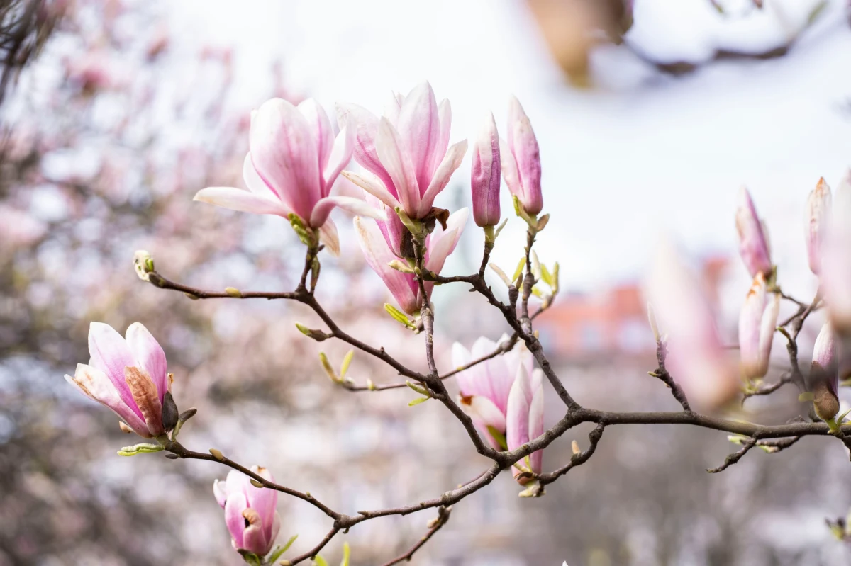 ​Zrób zdjęcie kwitnącym magnoliom i pomóż stworzyć mapę miasta z tymi pięknymi drzewami. Ruszyła akcja "Wszystkie Magnolie Szczecina". W jej ramach zaplanowano m.in. spacer z przewodnikiem, który opowie i pokaże najpiękniejsze okazy.