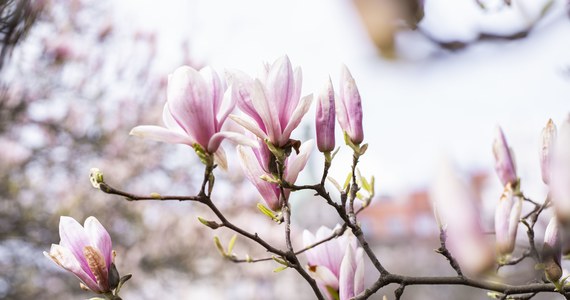 ​Zrób zdjęcie kwitnącym magnoliom i pomóż stworzyć mapę miasta z tymi pięknymi drzewami. Ruszyła akcja "Wszystkie Magnolie Szczecina". W jej ramach zaplanowano m.in. spacer z przewodnikiem, który opowie i pokaże najpiękniejsze okazy.