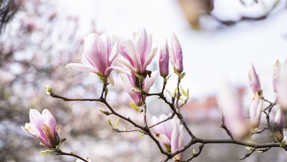 Szczecin: Powstanie mapa miejskich magnolii