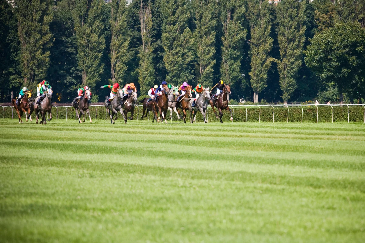 "Bomba w górę" – śpiewał Jarema Stępowski, który już w latach siedemdziesiątych sławił wyścigi konne na Torze Służewiec. Damy i dżentelmeni w szykownych kreacjach na trybunach, wspaniałe konie pędzące po zielonej bieżni - już jutro na warszawskim torze rozpocznie się sezon wyścigów konnych. Przed pasjonatami tego sportu osiem gonitw, do których zgłoszono 59 koni.