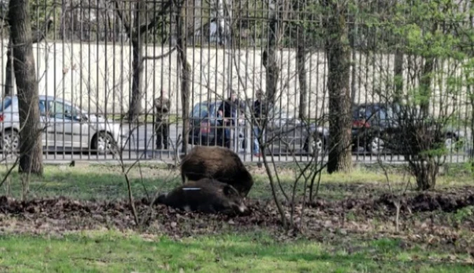 Dziki w stolicy. Ponad tysiąc zgłoszeń od początku roku