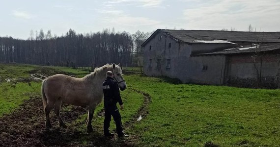 Policjanci w gminie Lubawa (woj. warmińsko-mazurskie) podczas obchodu rejonu służbowego zauważyli biegającego po drodze konia. Zwierzę nie tylko stwarzało zagrożenie drogowe, ale niszczyło również ogródek na jednej z posesji. Policjanci na szczęści złapali zwierzę i przekazali je właścicielowi. 