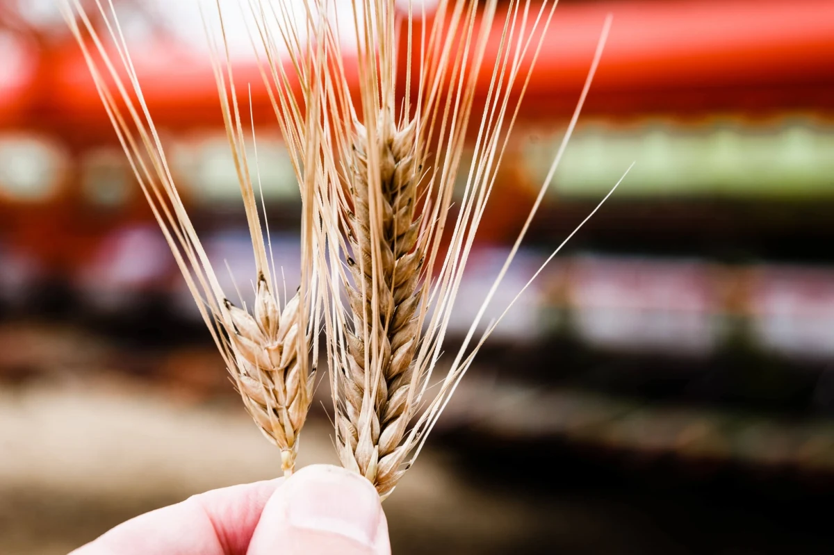 W niedzielę o godz. 13 wznowione zostaną negocjacje ministrów rolnictwa 5 krajów dotkniętych nadmiernym importem produktów rolnych z Ukrainy (Polski, Bułgarii, Rumunii, Słowacji i Węgier) z wiceszefem Komisji Europejskiej Valdisem Dombrovskisem – dowiedziała się brukselska korespondentka RMF FM Katarzyna Szymańska-Borginon. Chodzi o zastąpienie jednostronnych decyzji rozwiązaniem unijnym. "Kontynuujemy nasze kontakty z myślą o szybkim znalezieniu rozwiązania" – przekazała RMF FM rzeczniczka KE Miriam Garcia Ferrer. 