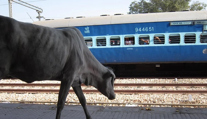 Zaskakujący wypadek w Indiach. Krowa przyczyną nieumyślnej śmierci