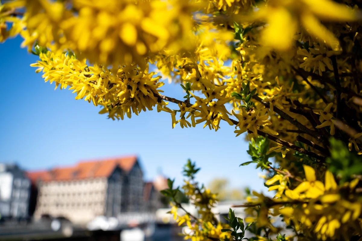 W niedzielę od zachodu nad Polskę będzie nasuwała się zatoka niżów z chłodnym frontem atmosferycznym - powiedział Kamil Walczak, synoptyk Centralnego Biura Prognoz IMGW-PIB. Od wtorku spodziewane jest kilkudniowe, wyraźne ochłodzenie.
