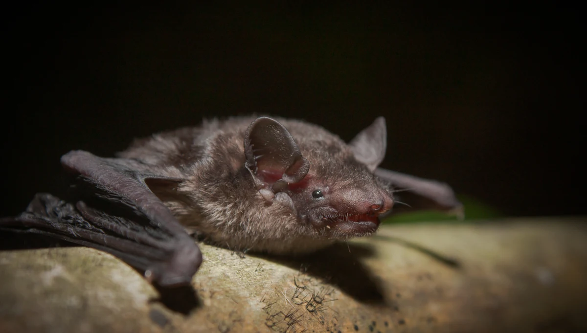 ​Pierwsze nietoperze przyleciały już na strych szkoły w Brennej w Beskidzie Śląskim. Od maja ssaki będzie można podglądać dzięki obserwatorium, które zostało tam utworzone.