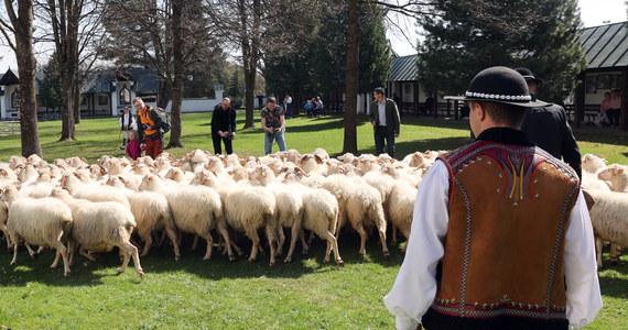 W sanktuarium maryjnym w Ludźmierzu na Podhalu bacowie, juhasi i hodowcy owiec uroczyście zainaugurowali sezon pasterski. Choć uroczystość tradycyjnie odbyła się w dniu św. Wojciecha, to z uwagi na przedłużającą się zimę owce na hale wyjdą dopiero w maju.