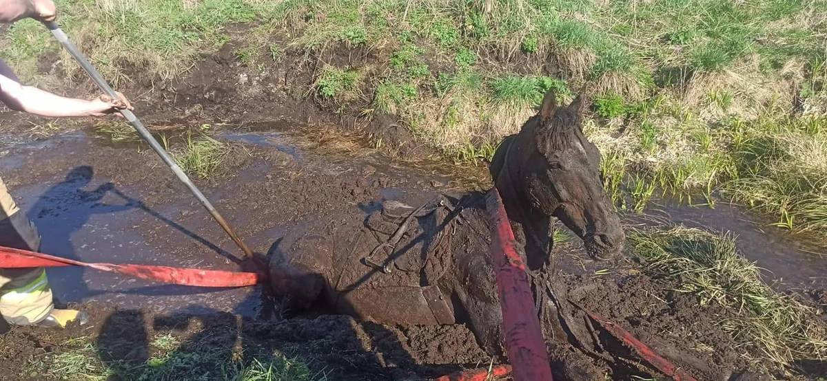 Strażacy z OSP z Barczewa uratowali w niedzielę konia, który ugrzązł po szyję w głębokim rowie melioracyjnym w okolicach miejscowości w woj. warmińsko-mazurskim. Zwierzę wyciągnięto z błota przy pomocy węży pożarniczych.