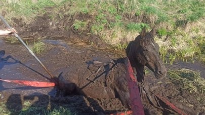 Strażacy uratowali konia, który tonął w rowie melioracyjnym