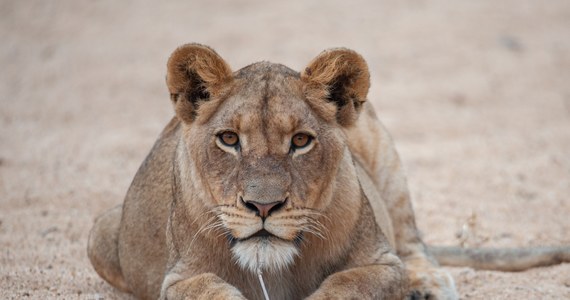 Ostatni raz wielkie koty widziano tu w 2004 r. Kilka tygodni temu ustawiona w parku narodowym w Czadzie fotograficzna pułapka wykonała zdjęcie dorodnej lwicy. Ludzie zaangażowani w ratowanie afrykańskiej przyrody są przekonani, że samica nie jest tu sama.