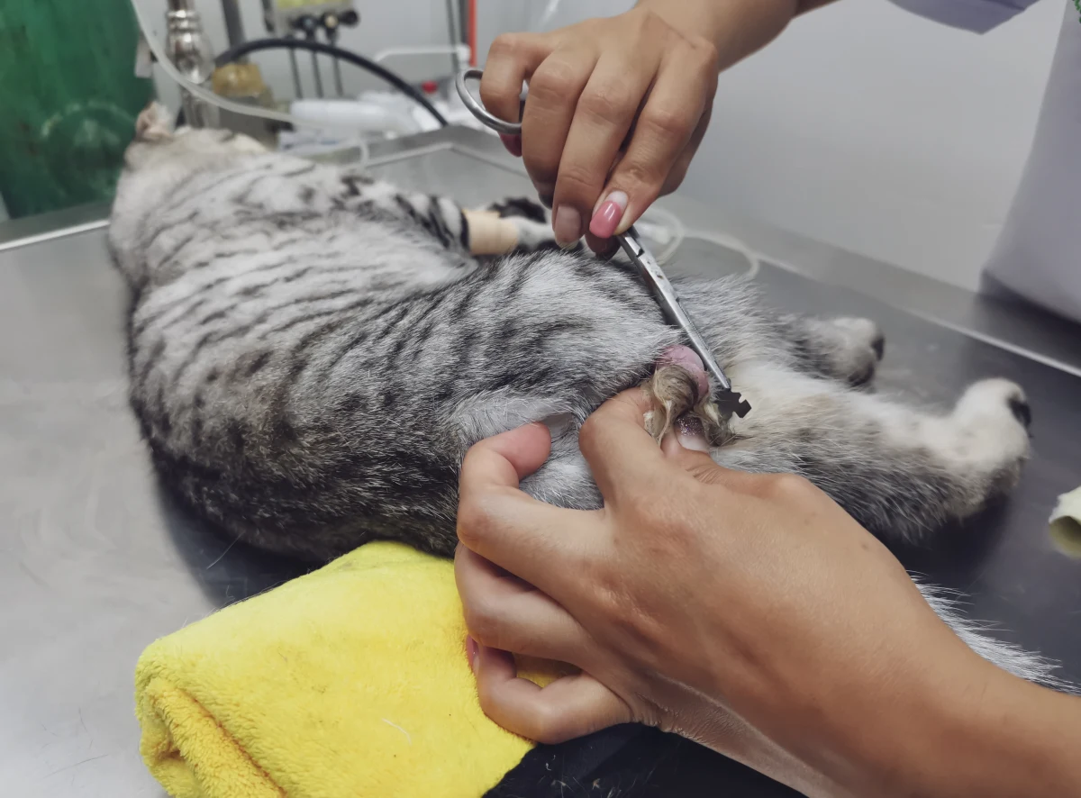 ​Właściciele kotów na wrocławskich Stabłowicach od kilku już lat czują się zagrożeni i bezradni. Ich zwierzęta prześladuje ktoś, kto strzela do nich z wiatrówki.

