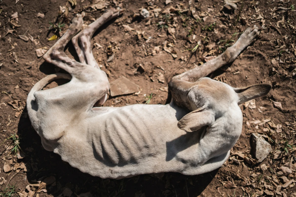 ​Policjanci z Orzysza na Mazurach zakazali 50-letniemu mężczyźnie kontaktowania się z sąsiadami po tym, gdy ten groził im, ubliżał i podpalił ich foliowy tunel do uprawy warzyw. 50-latek miał żal do sąsiadów o to, że doprowadzili do odebrania mu psa.