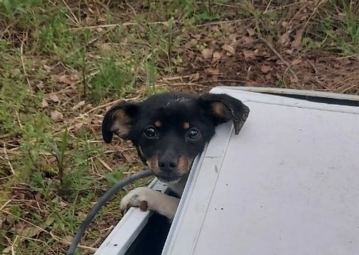 ​Drobnego, przerażonego pieska w bębnie starej, porzuconej pralki znalazła w lesie koło Jelcza Laskowic (Dolnośląskie) jedna ze spacerujących tam osób. Gdyby nie interwencja kobiety, zwierzę skazane byłoby na nieuchronną śmierć.