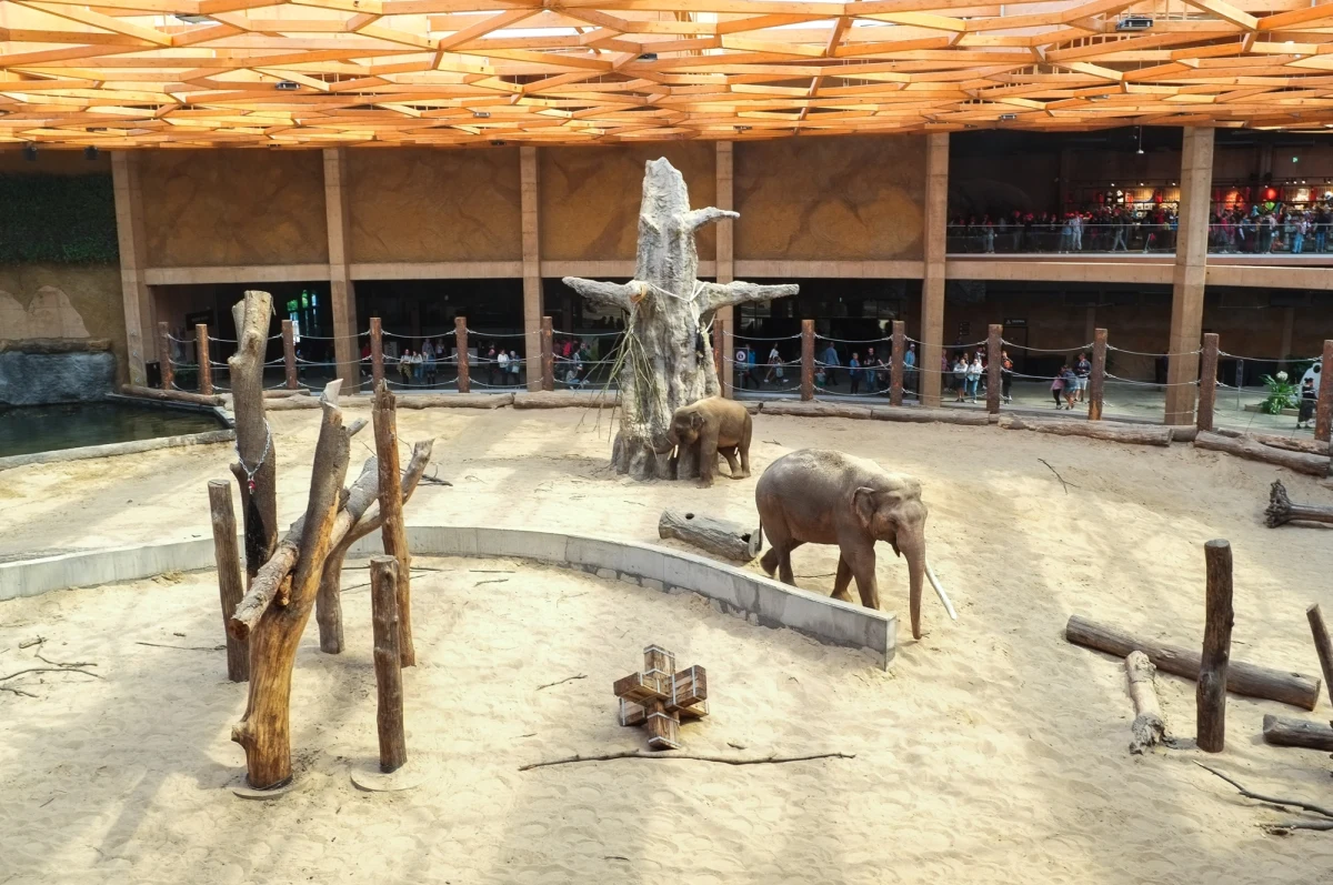 Wkrótce w łódzkim Orientarium zamieszka nowy słoń. Samiec przywieziony z ogrodu w Płocku dołączy do Alexandra, Kyana i Taru, którzy już się tu zadomowili.     


