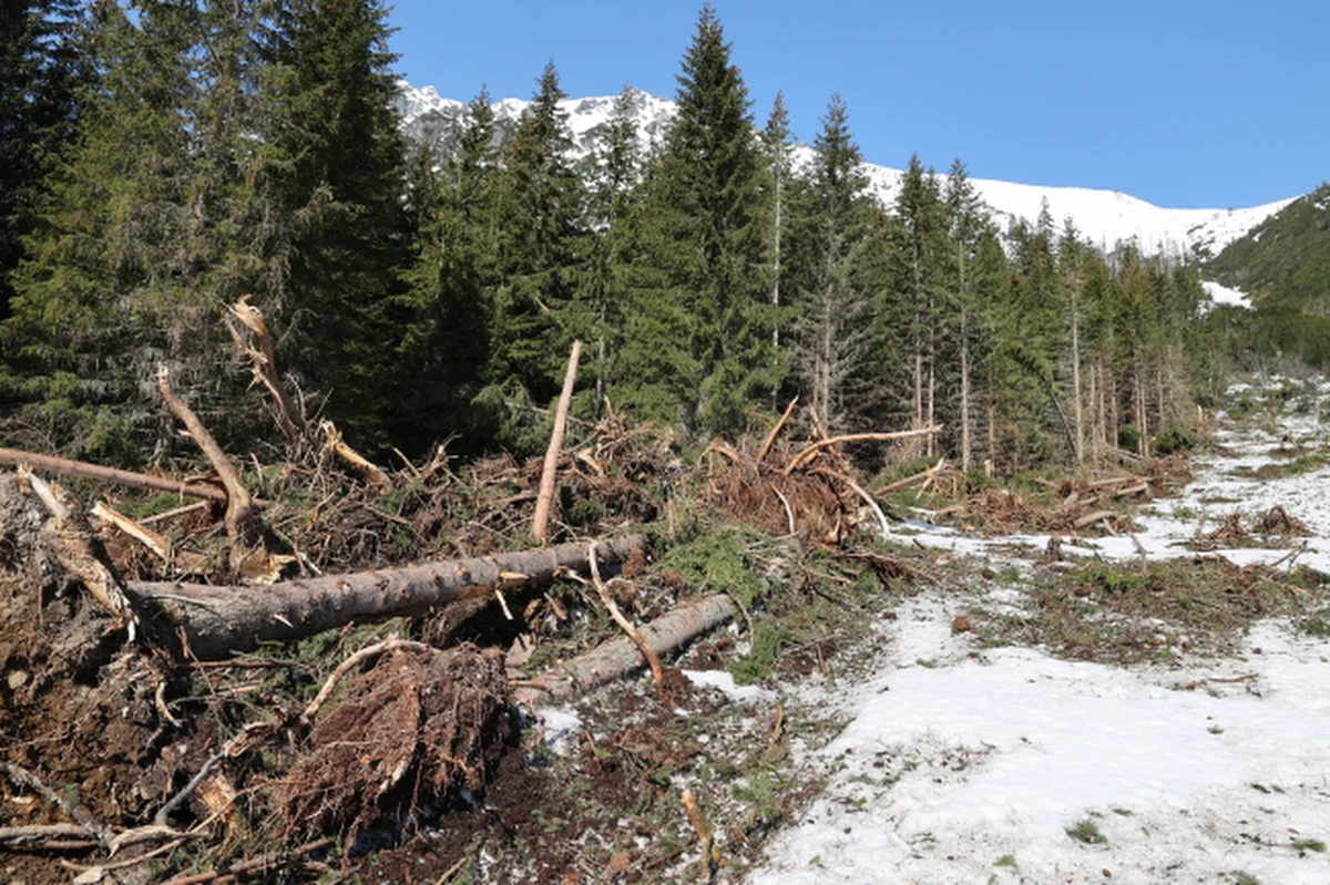 ​Gigantycznych rozmiarów lawina śnieżna o szerokości do 150 metrów zeszła na początku lutego ze Żlebu Żandarmerii przecinając drogę do Morskiego Oka. Zwały śniegu wyłamały las. Jeżeli śnieg stopnieje to dopiero zaczniemy sprzątać po lawinie - powiedział leśniczy Grzegorz Bryniarski.