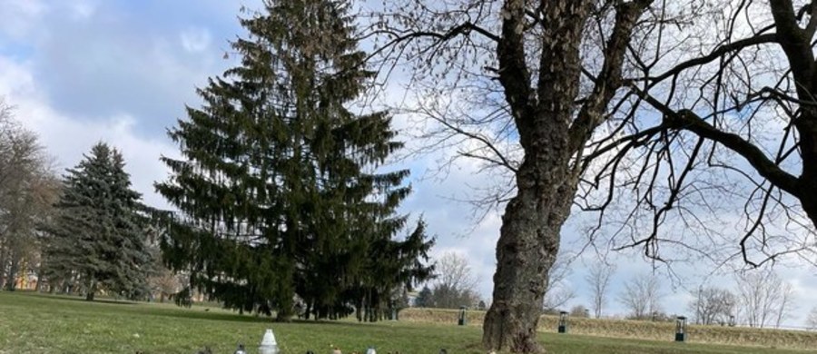 Dwoje nastolatków, zamieszanych w śmiertelne pobicie 16-letniego Eryka z Zamościa, wyszło na wolność. Zostali objęci nadzorem kuratora. Sąd uwzględnił bowiem zażalenia ich obrońców. Jedną z tych osób jest dziewczyna, która wystawiła Eryka jego oprawcom.  