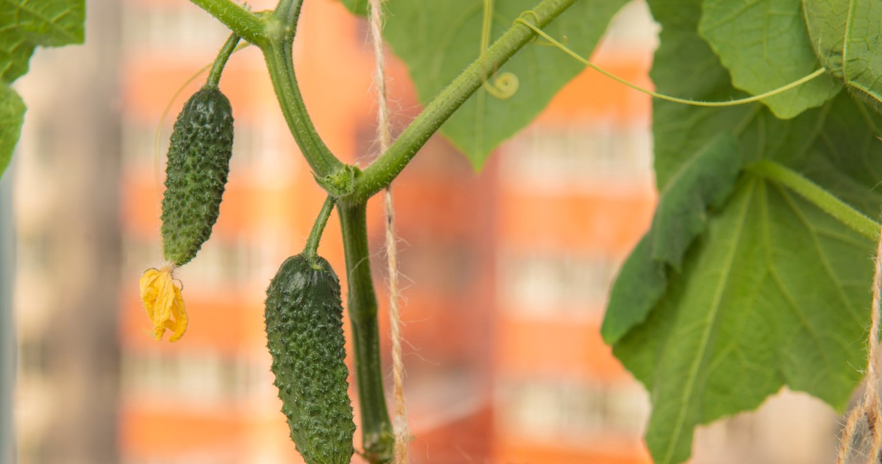 Ogórki w donicach przyniosą obfite plony. Musisz jednak pamiętać o tym