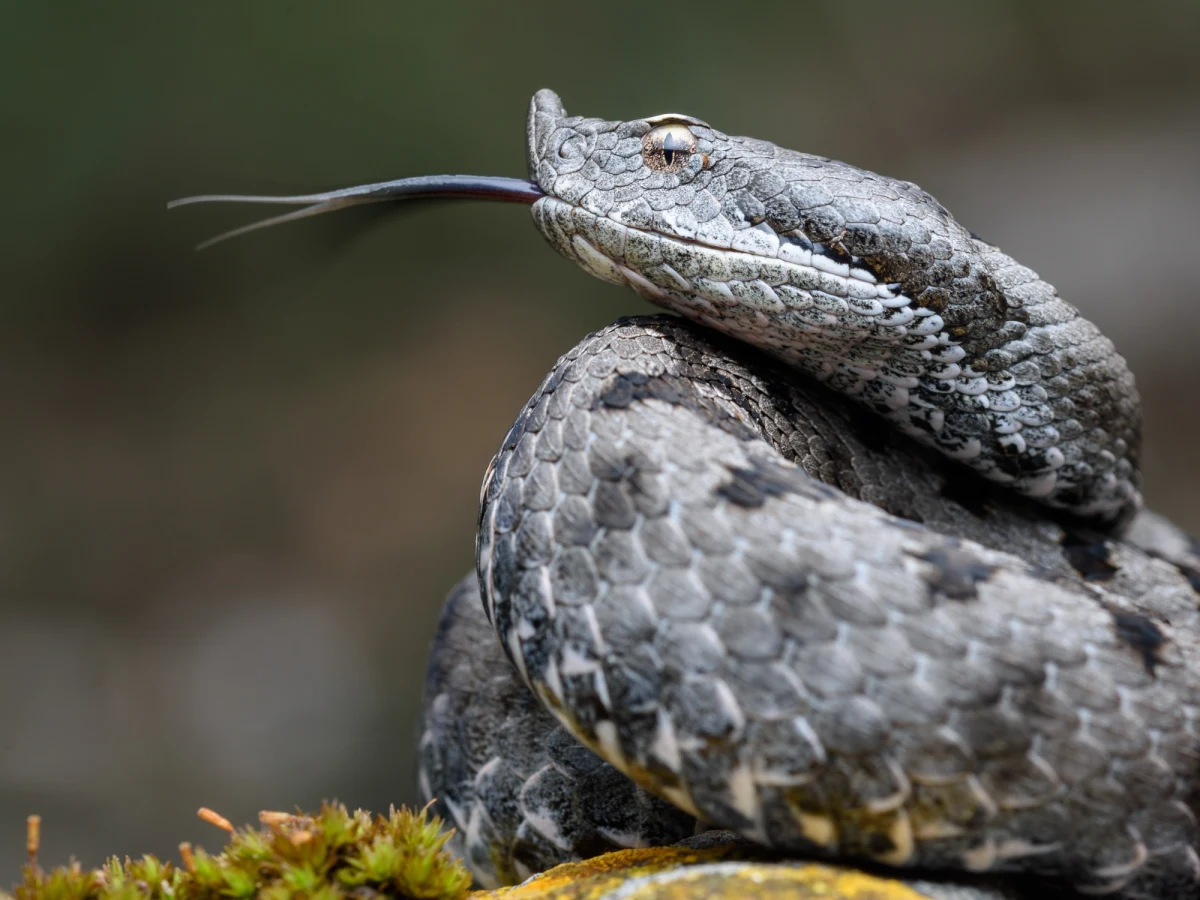 ​Na tatrzańskich polanach wśród krokusów, zwłaszcza w miejscach nasłonecznionych, można spotkać jadowite żmije zygzakowate. Podczas podziwiania fioletowych kwiatów, dla własnego bezpieczeństwa nie wolno schodzić z wyznaczonych szlaków - ostrzega Tatrzański Park Narodowy (TPN).