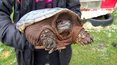 Żółw: Egzotyczny i groźny okaz w Polsce