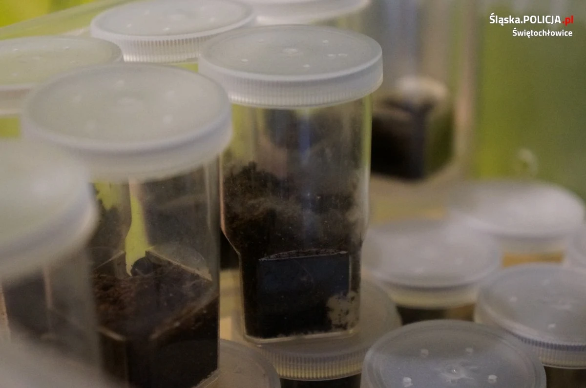 ​W ręce policjantów z Świętochłowic wpadł sprzedawca pająków. W jego mieszkaniu znaleźli 60 ptaszników królewskich i zdobionych. Są one na liście gatunków zagrożonych, a handel nimi wymaga zezwoleń, których mężczyzna nie miał - podała we wtorek śląska policja.