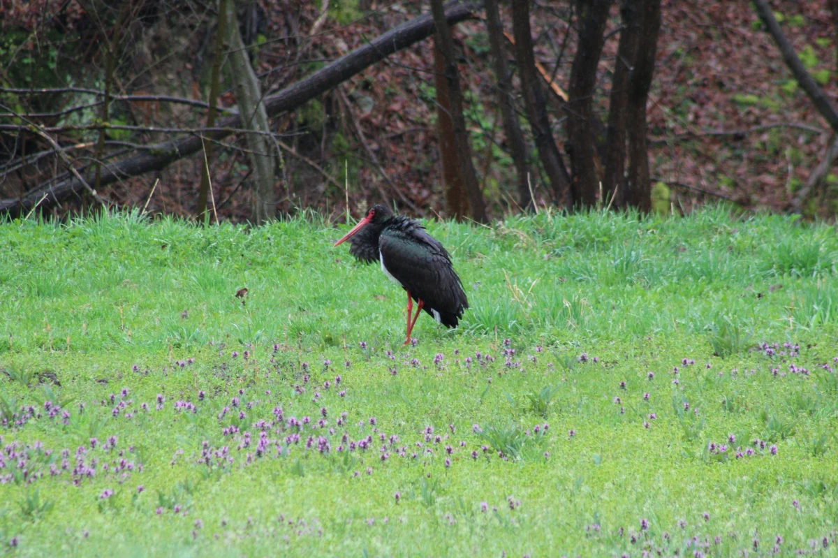 Niezwykle rzadki okaz tego ptaka zaobserwowano w dolinie Bogdanówki (powiat myślenicki, Małopolska). Bocian czarny w Polsce podlega ścisłej ochronie gatunkowej. 
