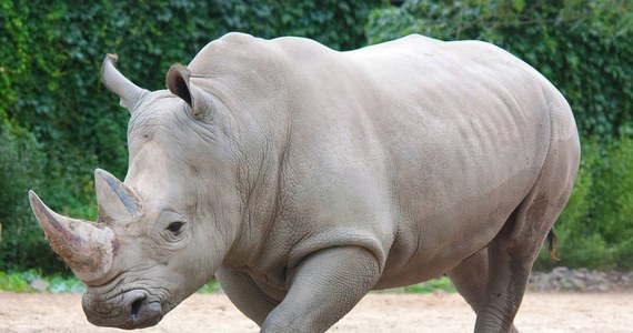 Poznański Ogród Zoologiczny przyjął w swoje progi nowego mieszkańca. Do zoo przyjechała Emilka - nosorożec biały.