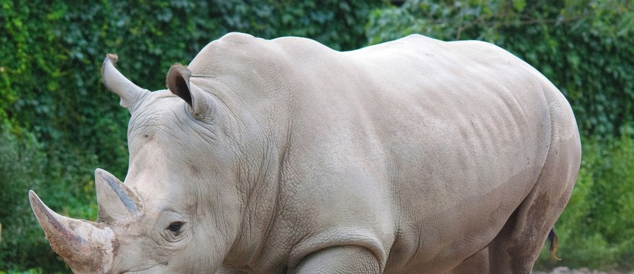 Poznański Ogród Zoologiczny przyjął w swoje progi nowego mieszkańca. Do zoo przyjechała Emilka - nosorożec biały.