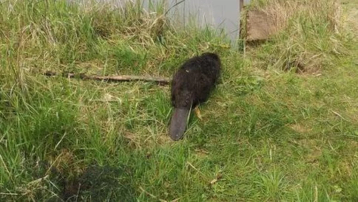 Nietypowa interwencja w Nadleśnictwie Jarocin. Ze studni obok mostu kolejowego leśnicy wyciągnęli bobra, który nie potrafił wydostać się z pułapki. Zwierzę wróciło już do swojego naturalnego środowiska.  


