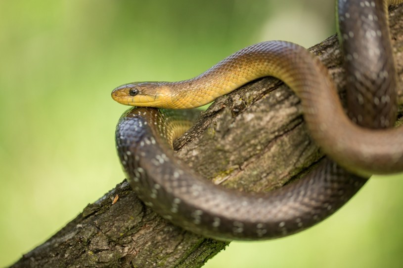 Wąż Eskulapa Rośliny i zwierzęta - najważniejsze informacje