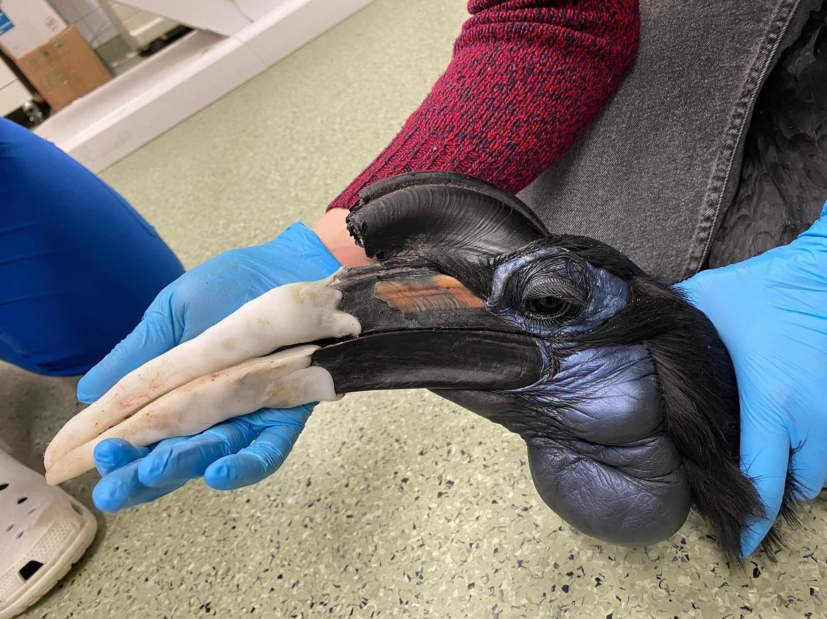 Naukowcy z Uniwersytetu Przyrodniczego we Wrocławiu podejmą się rekonstrukcji części dzioba dzioboroga abisyńskiego z łódzkiego ZOO. Ptak uległ wypadkowi. Jak podkreślają specjaliści wyjątkowo okazały dziób nie służy mu tylko do ozdoby.

