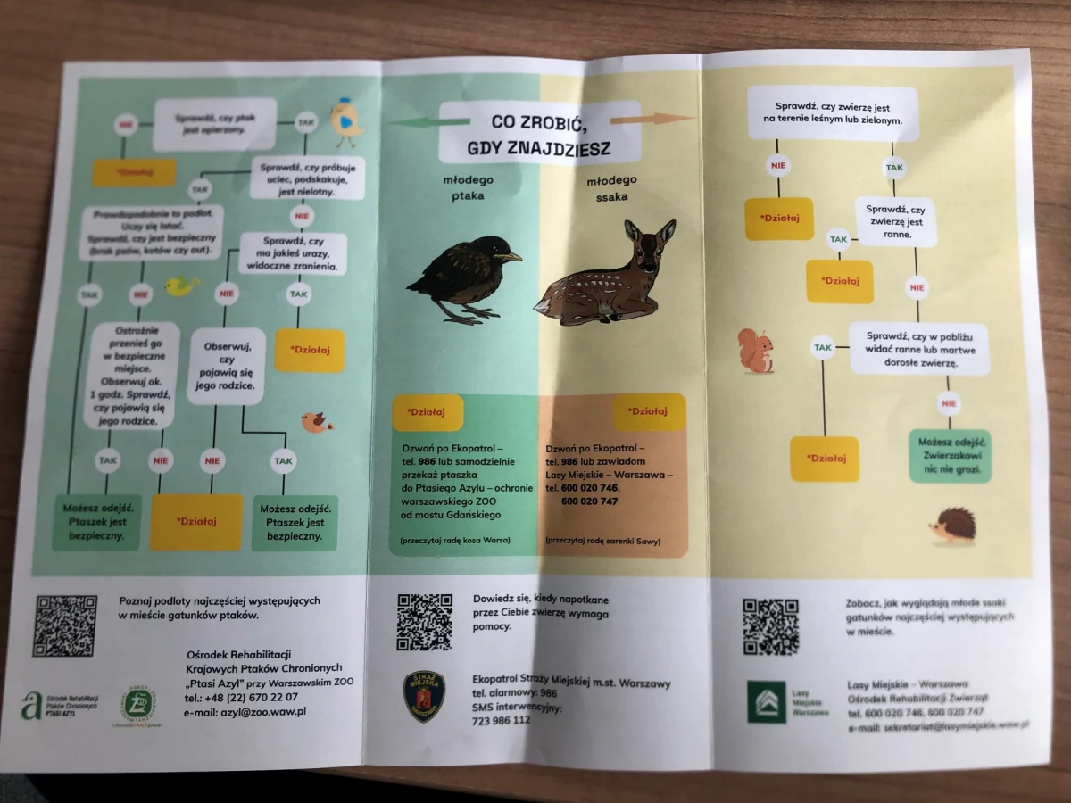 Pomoc zagubionym zwierzętom? Tak, ale z głową! Warszawskie ZOO ruszyło z nową kampanią edukacyjną wskazującą jak postępować w przypadku znalezienia młodego, dzikiego zwierzęcia, tak by nie zrobić mu większej krzywdy. 