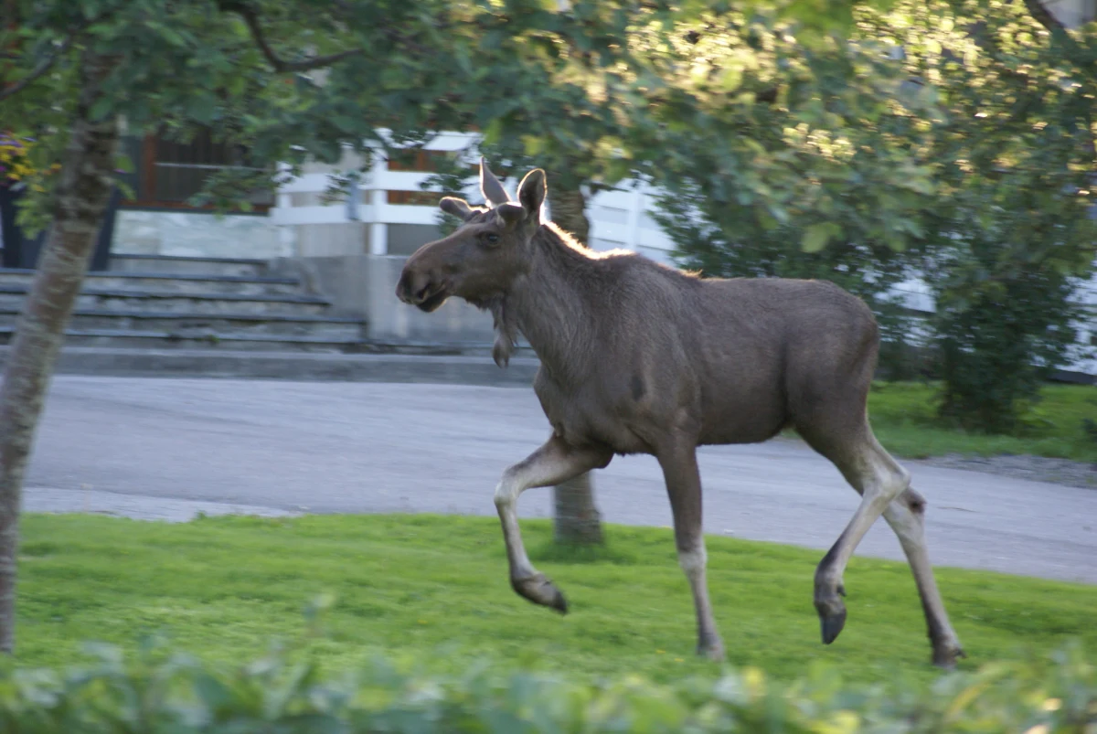 Od kilku tygodni po ulicach Mikołajek spaceruje łoś - poinformował w środę w mediach społecznościowych burmistrz tego mazurskiego miasteczka Piotr Jakubowski. Zaapelował, żeby nie zbliżać się do dzikiego zwierzęcia, nawet w celu zrobienia selfie.