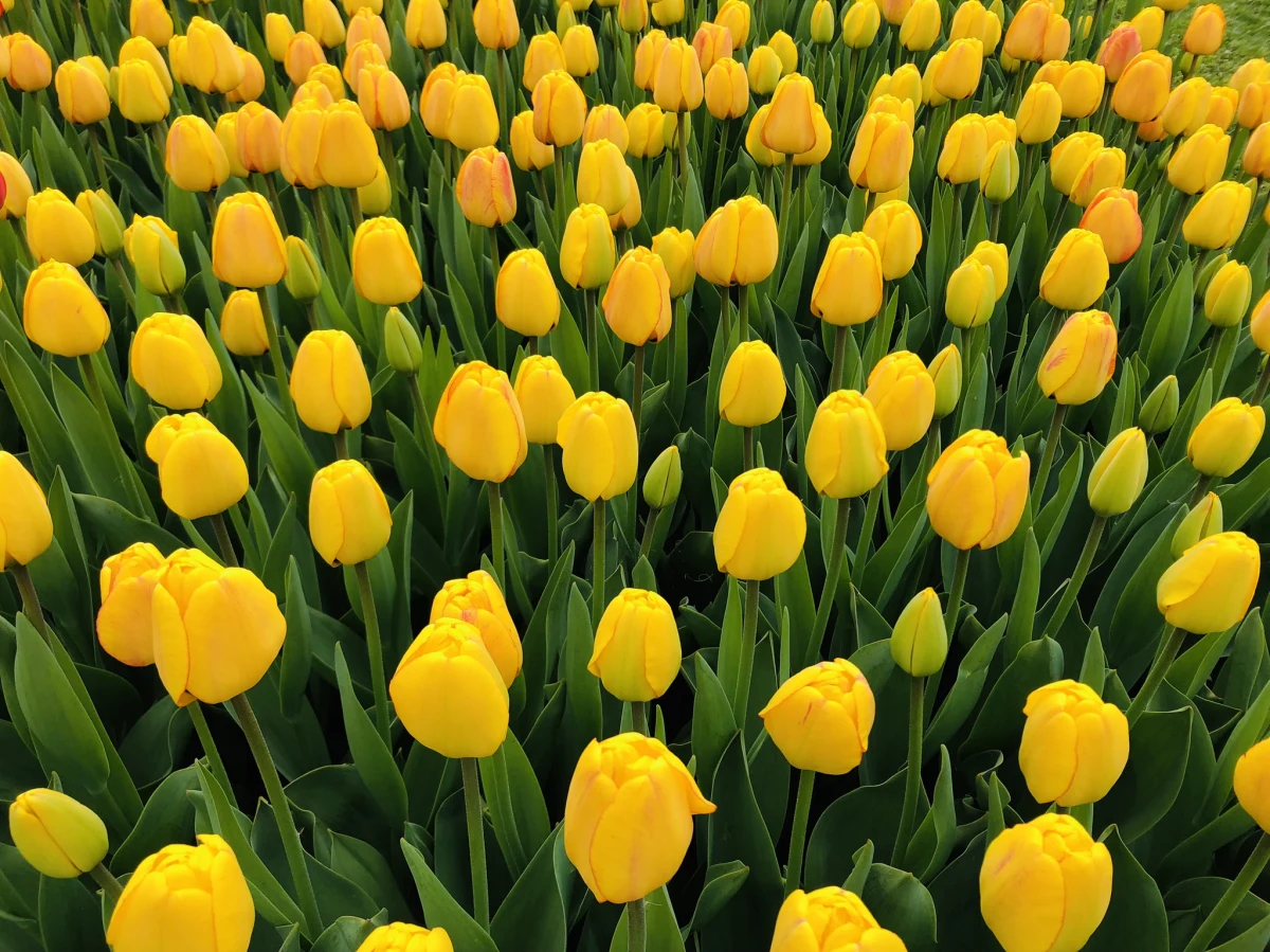 Wiosna w tym roku nieśmiało wkracza do ogródków i na łąki. Takimi prawdziwymi królami wiosny są tulipany. Na wielkiej, plenerowej wystawie w łódzkim ogrodzie botanicznym właśnie rozpoczynają kwitnienie. Kolekcję tulipanów w apogeum rozkwitu będzie można podziwiać w majówkę - od 29 kwietnia do 3 maja. 