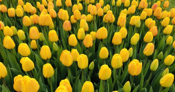Wiosna w tym roku nieśmiało wkracza do ogródków i na łąki. Takimi prawdziwymi królami wiosny są tulipany. Na wielkiej, plenerowej wystawie w łódzkim ogrodzie botanicznym właśnie rozpoczynają kwitnienie. Kolekcję tulipanów w apogeum rozkwitu będzie można podziwiać w majówkę - od 29 kwietnia do 3 maja. 