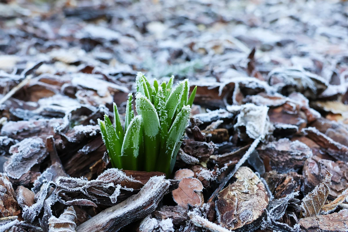 Instytut Meteorologii i Gospodarki Wodnej ostrzegł w środę przed przymrozkami, które mogą wystąpić w przeważającej części kraju. W niektórych miejscach przy gruncie temperatura może spaść do -5 st. C.