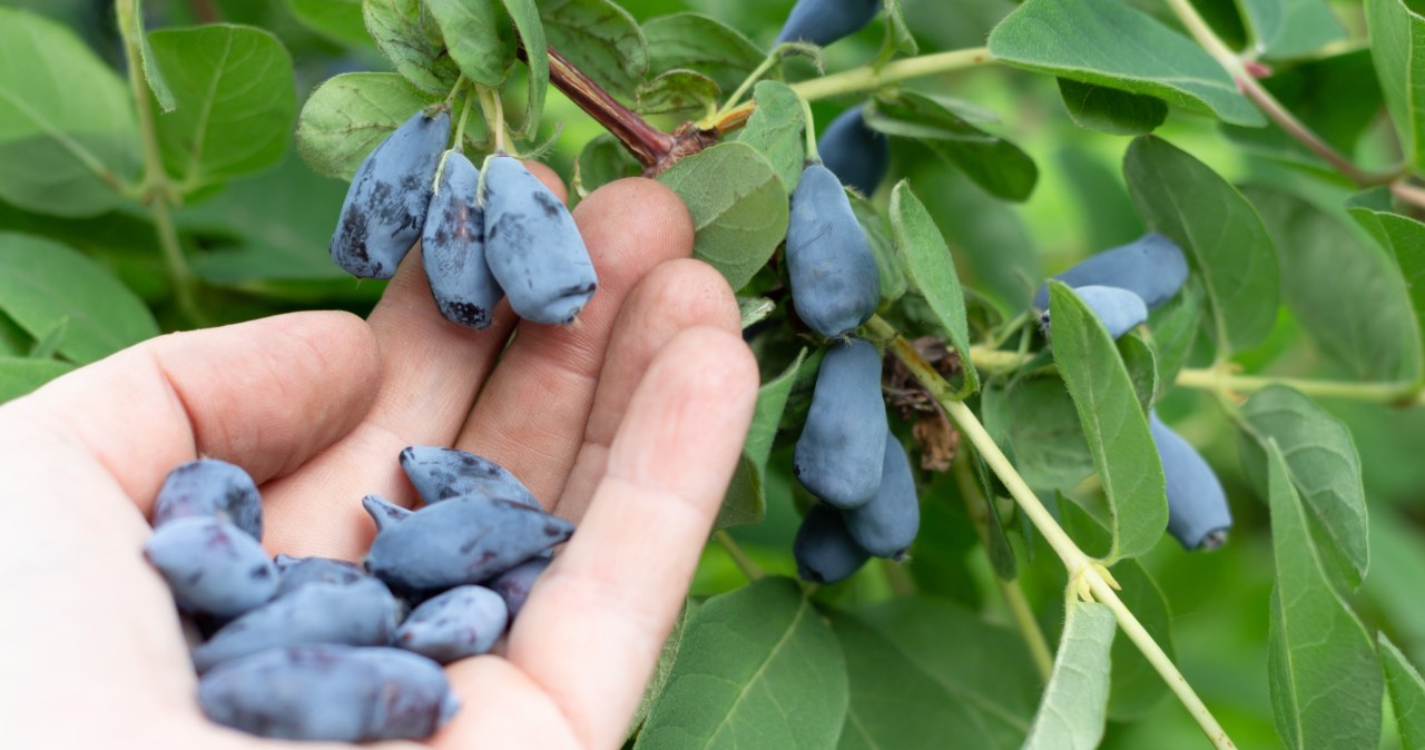 Wielki sekret jagody kamczackiej. Jak nie posadzisz obok, nie zaowocuje