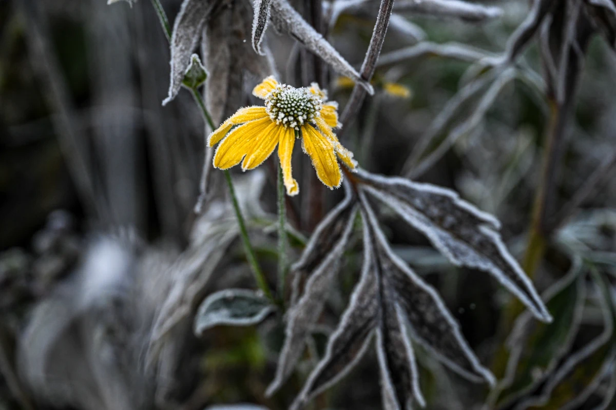 W nocy z czwartku na piątek miejscami temperatura przy gruncie może spaść do minus pięciu, sześciu a nawet siedmiu stopni - ostrzegają synoptycy. 