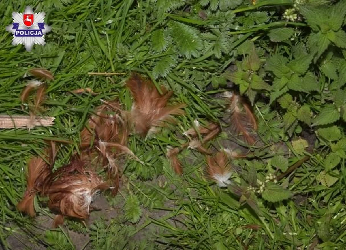 Za kradzież z włamaniem odpowie 40-letni mieszkaniec gminy Szczebrzeszyn, który połasił się na drób sąsiada. Mężczyzna włamał się do stodoły, skąd wyniósł osiem kury i wszystkie jajka. Do włamywacza doprowadziły policjantów ślady klapek oraz pierze porozrzucane przed jego domem.

