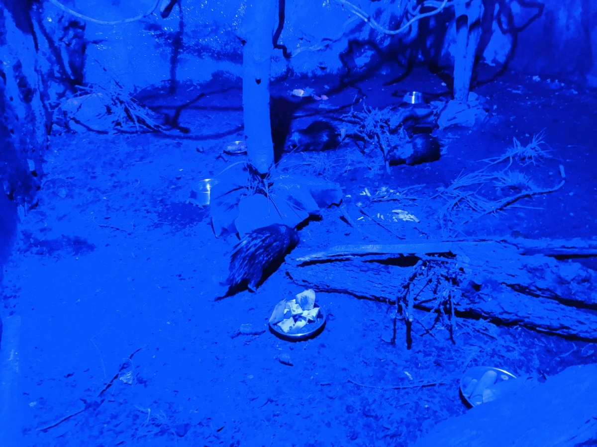 Ponad setkę "nocnych marków" - czyli zwierząt, które są aktywne nocą - będzie można od soboty (29 kwietnia) oglądać w łódzkim Orientarium. Mieszkańcami pawilonu "Nocny świat" są między innymi nietoperze.