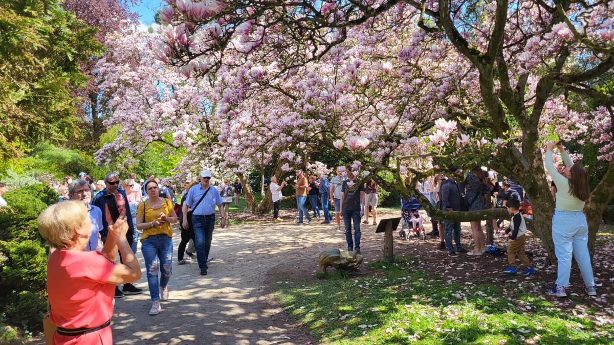 Jak co roku o tej porze odwiedzający Muzeum Kórnik pod Poznaniem mogą spędzić czas w otoczeniu niezwykle pięknych kwiatów, jakimi są magnolie. Przedstawiciele tej placówki zapraszają do Kórnickiego Arboretum na majówkę. W tym czasie odbędzie się też wspólne czytanie wierszy polskiej noblistki Wisławy Szymborskiej. 
