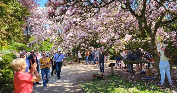 Jak co roku o tej porze odwiedzający Muzeum Kórnik pod Poznaniem mogą spędzić czas w otoczeniu niezwykle pięknych kwiatów, jakimi są magnolie. Przedstawiciele tej placówki zapraszają do Kórnickiego Arboretum na majówkę. W tym czasie odbędzie się też wspólne czytanie wierszy polskiej noblistki Wisławy Szymborskiej. 