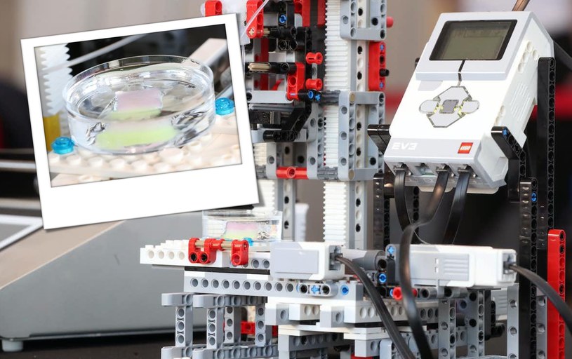 Pozyskiwanie ludzkich tkanek do badań to niełatwe zadanie i to nie tylko ze względu na problemy natury etycznej, ale i ich ograniczoną dostępność określonych rozmiarów i rodzajów próbek tkanek potrzebnych do wielu projektów - naukowcy mają jednak swoje sposoby, jak drukarki z klocków LEGO.