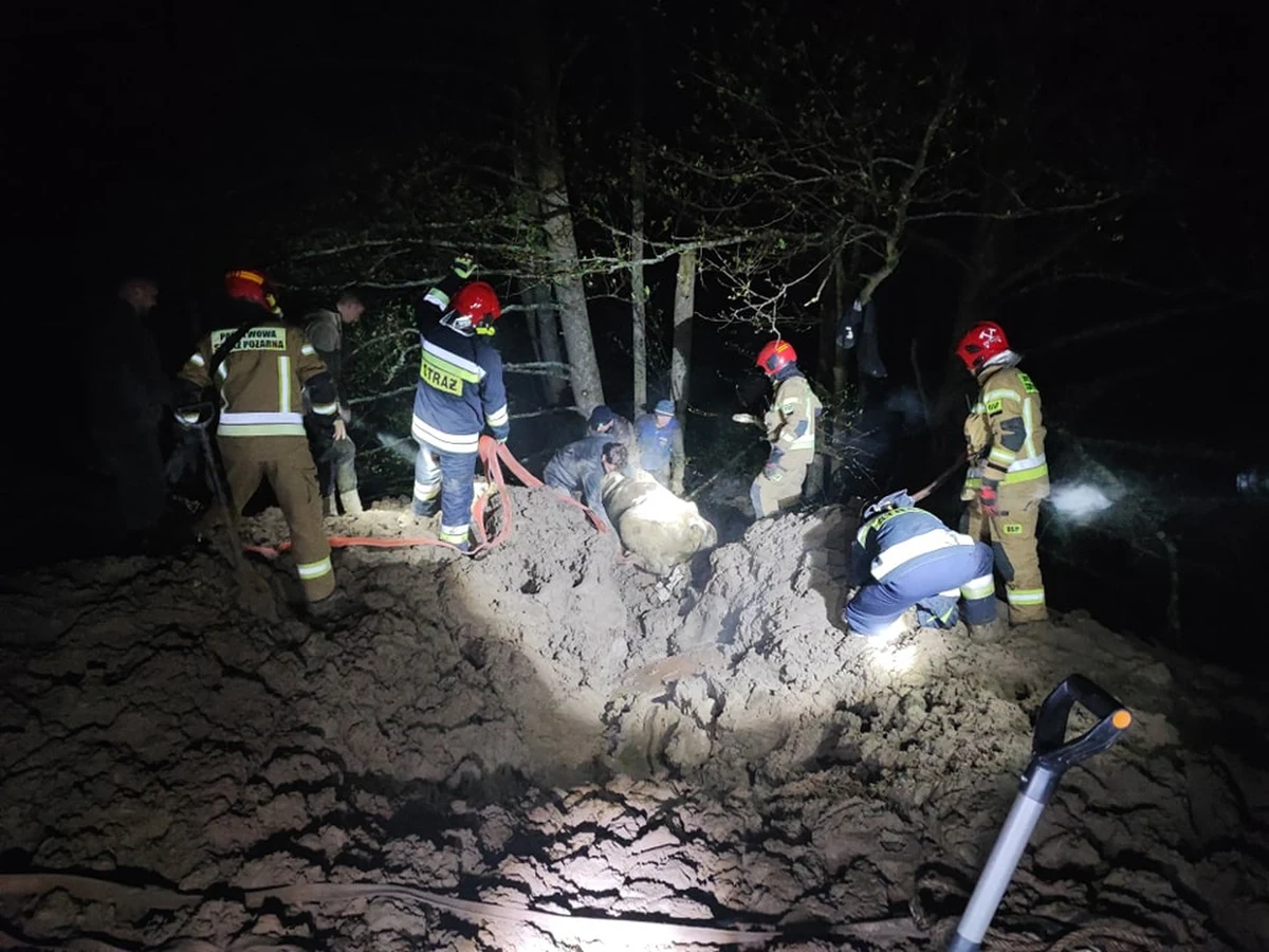 ​Strażacy uratowali krowę, która oddaliła się z pastwiska i wpadła do bagna w okolicach Niborka na Mazurach. Akcja była trudna, bo zwierzę tkwiło po grzbiet w gliniastej mazi i zapadało się głębiej - przekazał st. kpt. Jakub Tutka z mrągowskiej straży pożarnej.