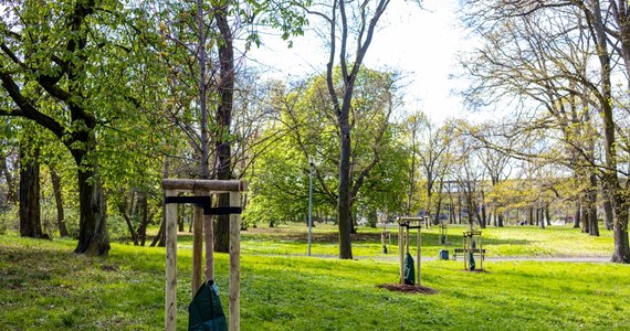 ​Prawie tysiąc nowych drzew w kilkuset lokalizacjach na terenie całego Szczecina zostanie zasadzonych do końca maja. Przybędzie klonów, buków, lip i drzew ozdobnych.


