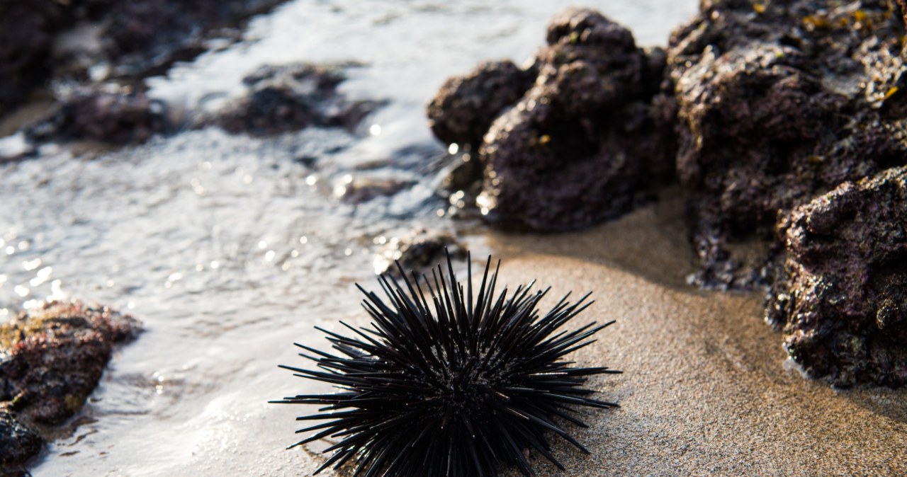 Kolczasty filar raf znika. Zjawisko od Atlantyku po Morze Czerwone