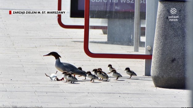 Za nic mają przepisy drogowe i korki. Przez jezdnię przechodzą na własnych warunkach, a kierowcy czy tego chcą czy nie, nawet na ruchliwej trasie w centrum Warszawy muszą im ustąpić. Mowa o nurogęsiach, które jak co roku zaczęły swoje wędrówki z pisklętami w stronę większej wody. I to pod specjalną eksortą. Materiał dla "Wydarzeń" przygotował Jacek Gasiński.