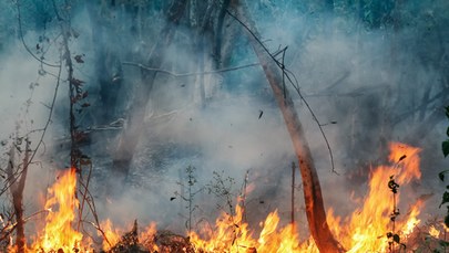 Rośnie zagrożenie pożarami w lasach: Najwyższy stopień dla sześciu województw