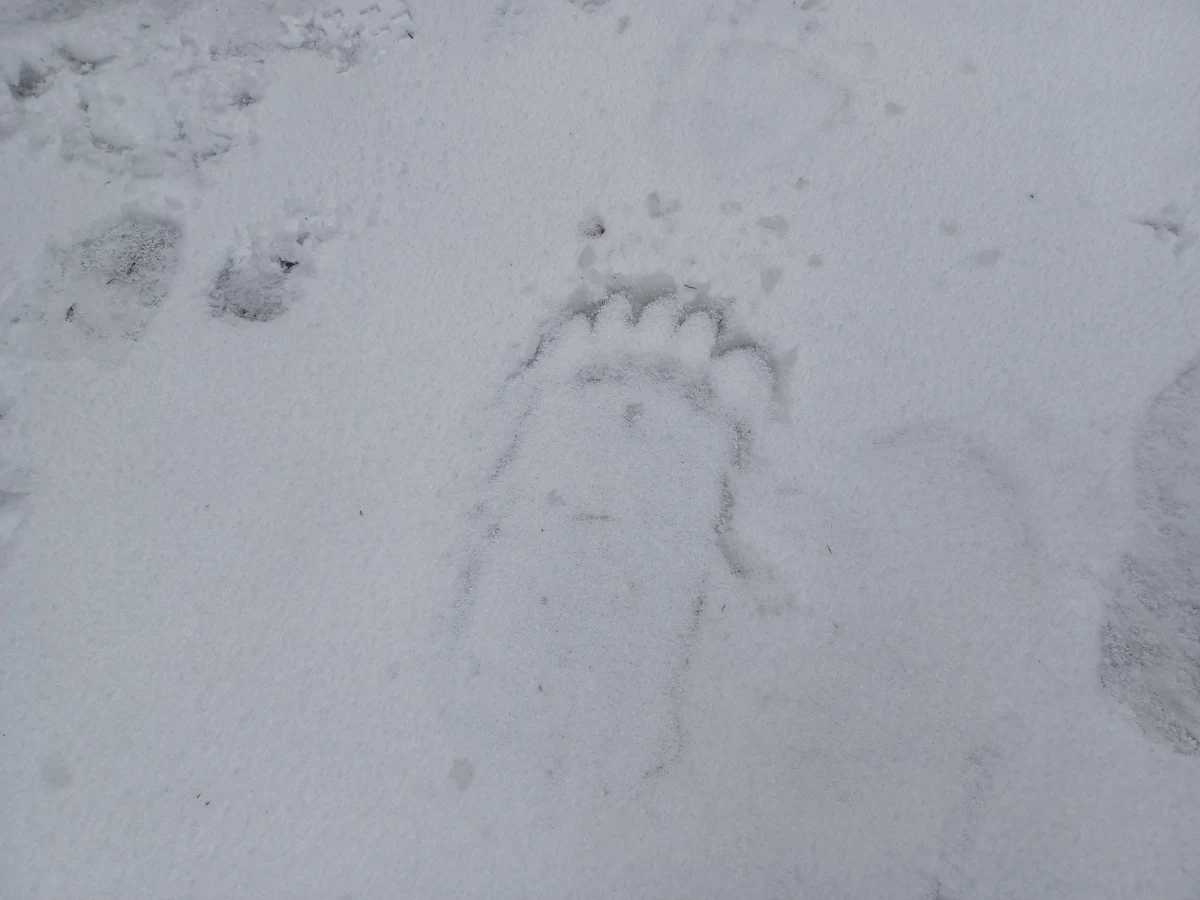 Popularny żółty szlak turystyczny z Kuźnic przez Dolinę Jaworzynki w kierunku Doliny Gąsienicowej został ponownie otwarty. Bytująca w pobliżu szlaku niedźwiedzica z młodymi przeniosła się w inny rejon - poinformował Tatrzański Park Narodowy.