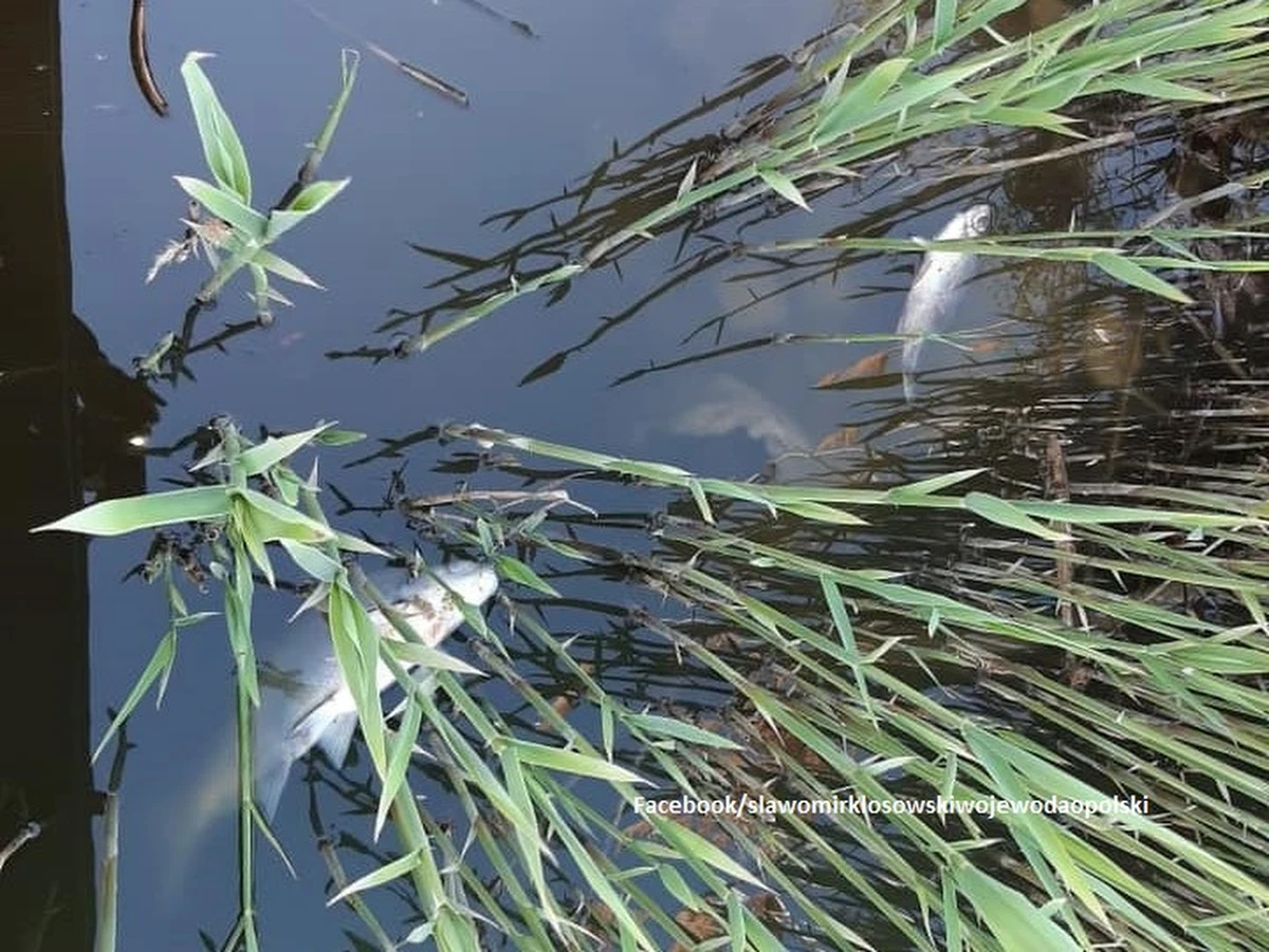 150 śniętych ryb znaleziono wczoraj w starorzeczu Odry koło Januszkowic (woj. opolskie). Wojewoda opolski zaapelował o rezygnację ze spożywania ryb złowionych w tym akwenie.